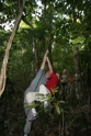 Penanjung nature reserve. Playing Tarzan on the vines, Java Pangandaran Indonesia 3